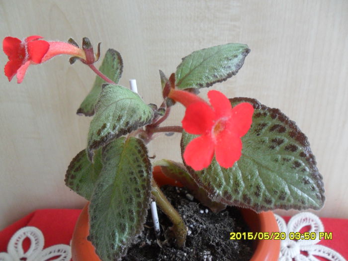 SAM_9557 - Episcia