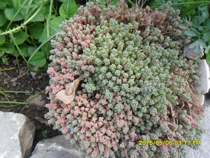 SAM_9298 - Serviciu 2015