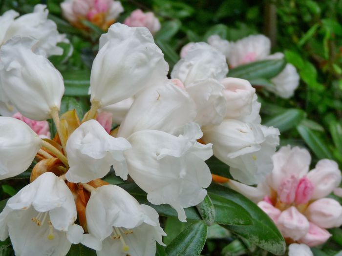 floricele ca niste clopotei - Azalee si Rhododendroni