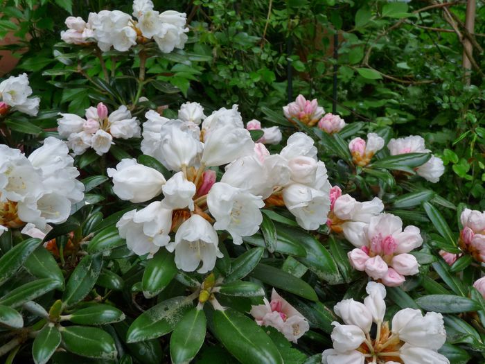 P1600933 - Azalee si Rhododendroni
