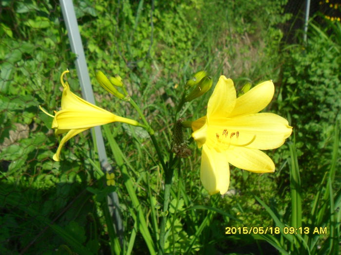 SAM_9525 - Serviciu 2015