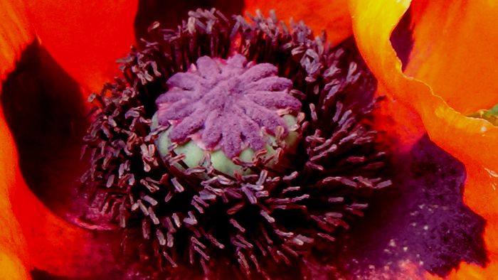 DSC01276 - MACRO