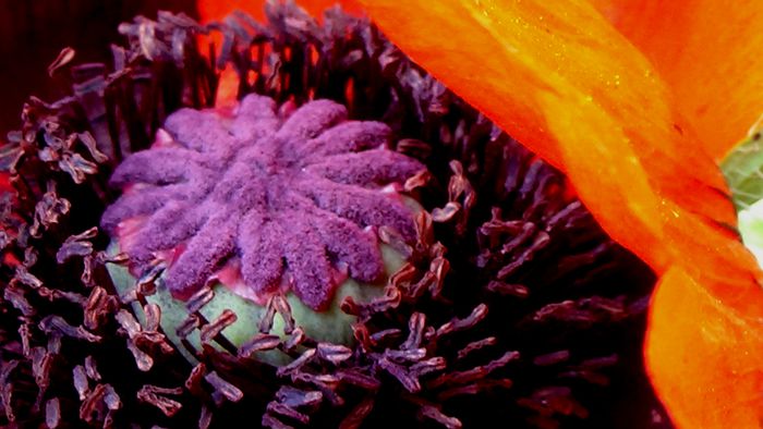DSC01278 - MACRO