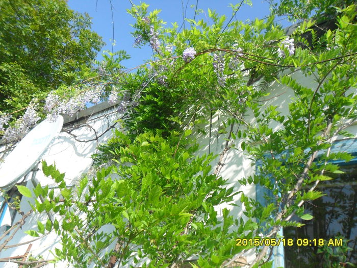 SAM_9530 - Serviciu 2015
