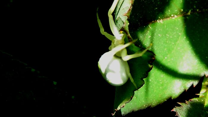 DSC01306 - MACRO
