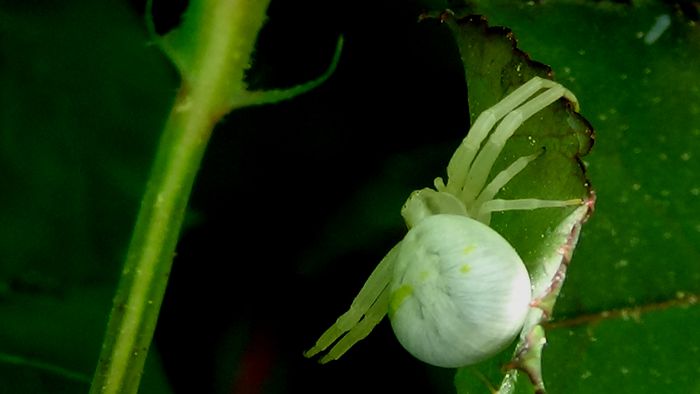 DSC01307 - MACRO