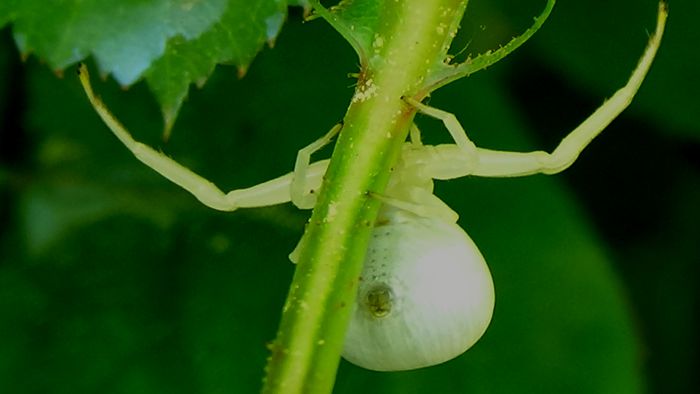 DSC01309 - MACRO