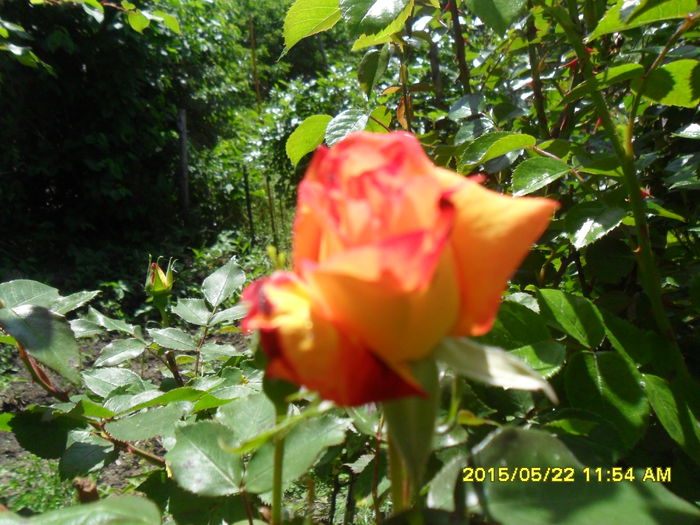 SAM_9610 - Serviciu 2015