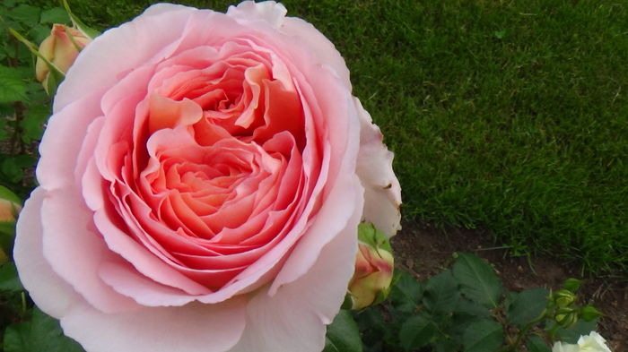 DSC02992 - Abraham Darby 13pl