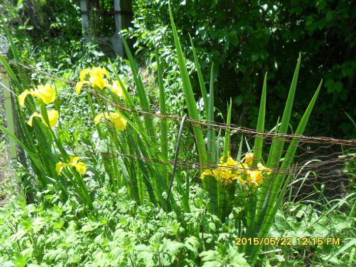 SAM_9620 - Serviciu 2015