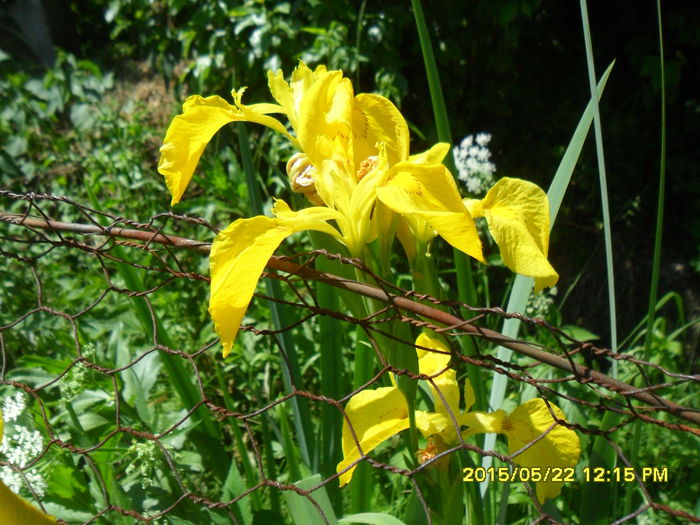 SAM_9621 - Serviciu 2015