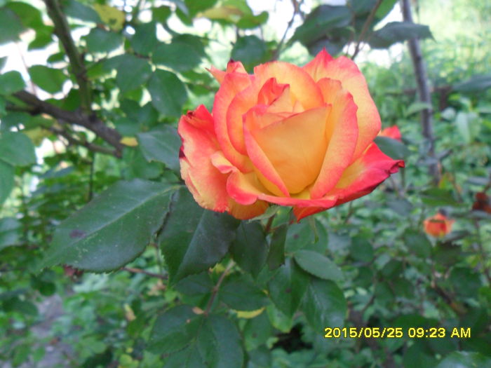 SAM_9632 - Serviciu 2015