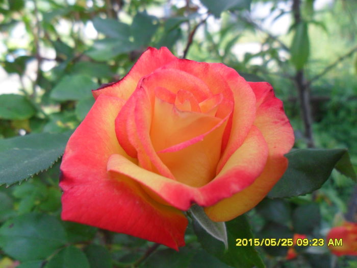 SAM_9633 - Serviciu 2015