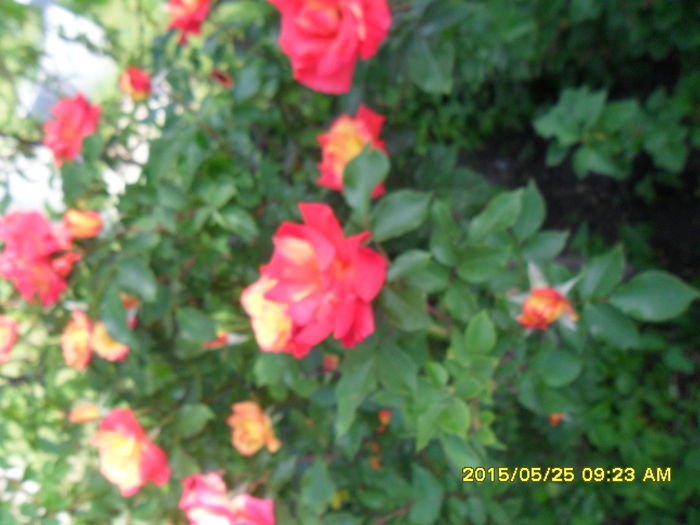SAM_9635 - Serviciu 2015