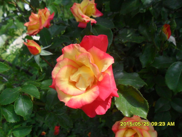 SAM_9637 - Serviciu 2015