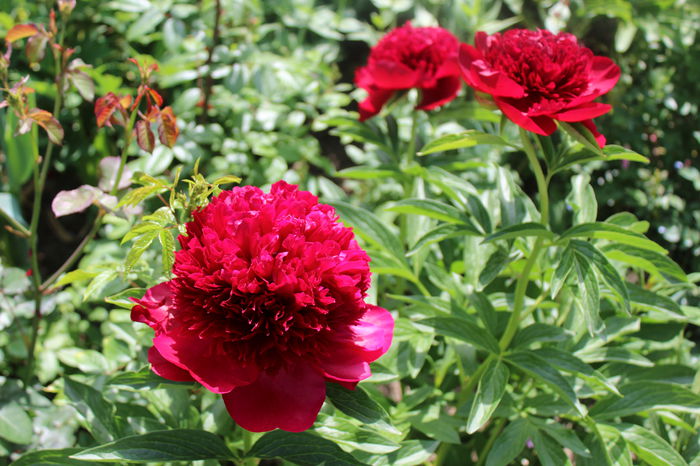 Red Charm - Bujori 2015