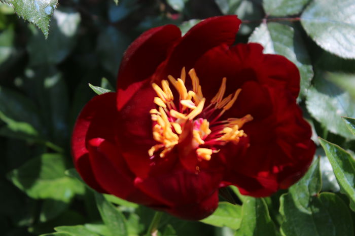 Buckeye Belle - Bujori 2015