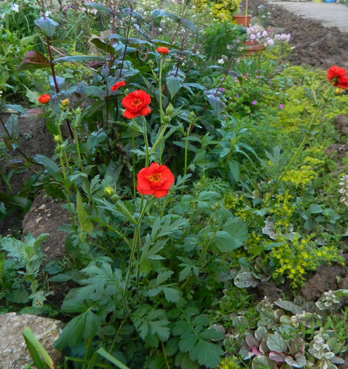 Geum - Luna mai in gradina si ghivece