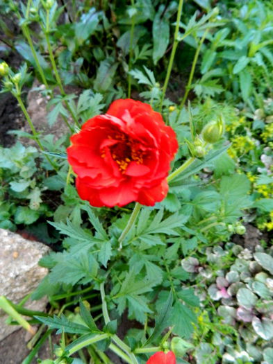 Geum - Luna mai in gradina si ghivece