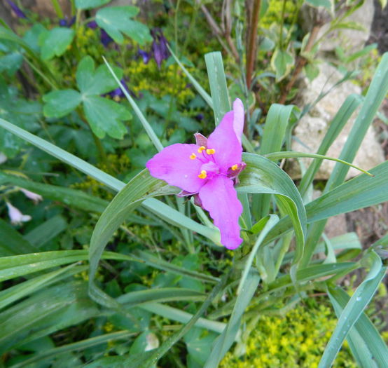 Tradescantia red velvet - Luna mai in gradina si ghivece