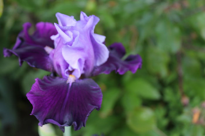 Bluebird Wine - Irisi 2015 - 1