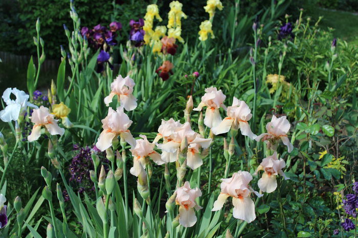 23 mai 034