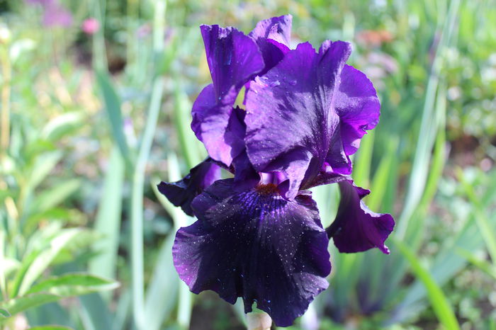 Black Dragon - Irisi 2015 - 1
