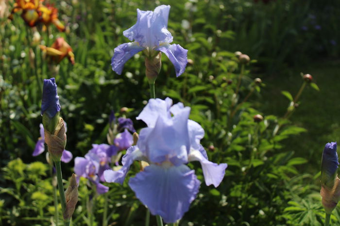 Babbling Brook - Irisi 2015 - 1