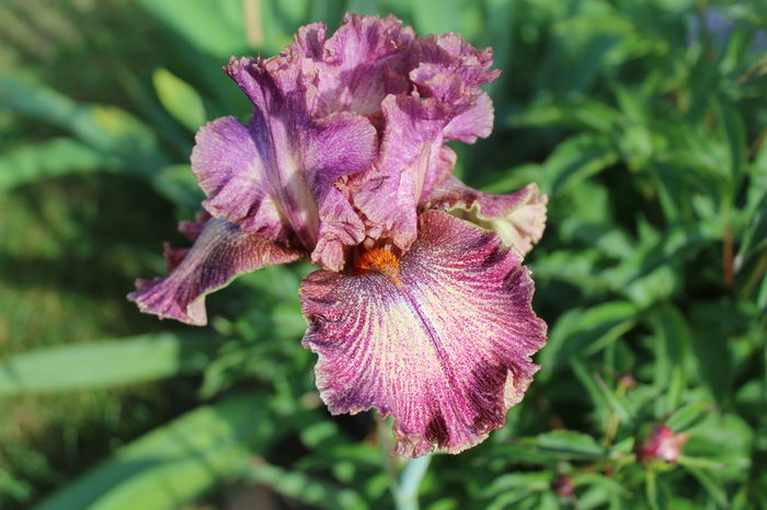 Queen in Calico - Irisi 2015 - 1