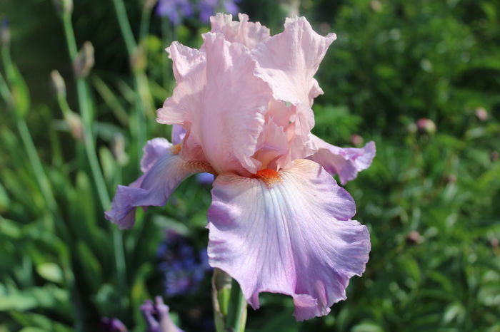 Heather Blush - Irisi 2015 - 1