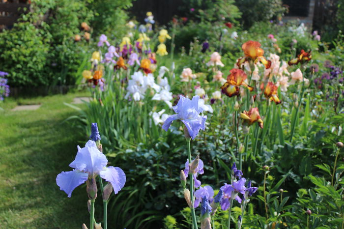 23 mai 063 - Irisi 2015 - 1