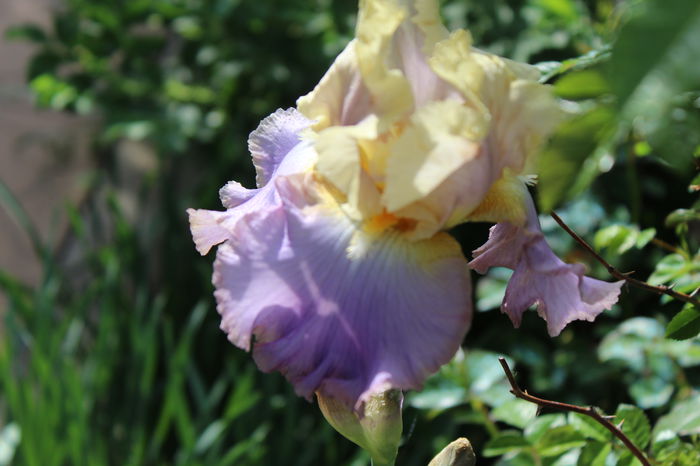 Lullaby of Spring - Irisi 2015 - 1