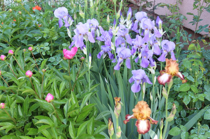 Kilt Lilt si pallida - Irisi 2015 - 1