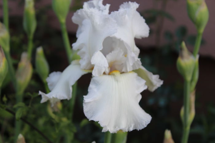 Laced Cotton - Irisi 2015 - 1