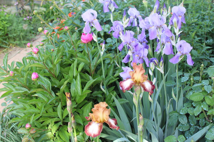 Kilt Lilt si pallida - Irisi 2015 - 1