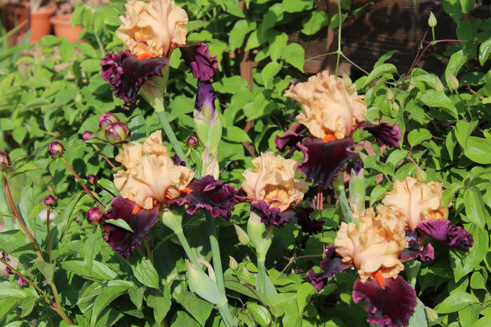 Ocelot - Irisi 2015 - 1