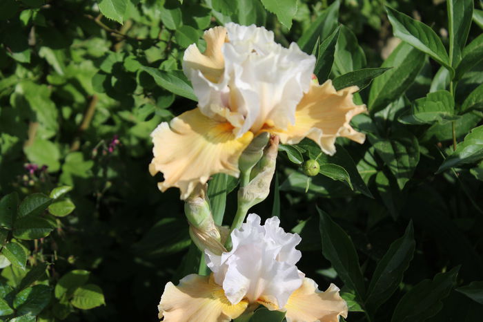 Champagne Elegance - Irisi 2015 - 1