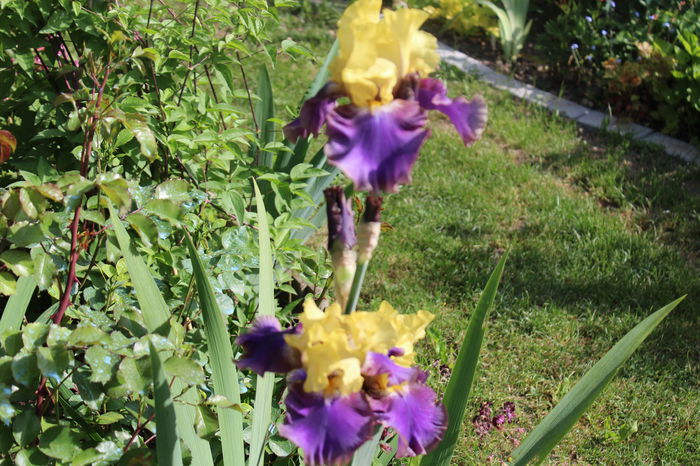 Jurassic Park - Irisi 2015 - 1