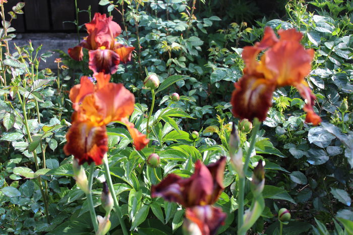 Cayenne Capers - Irisi 2015 - 1