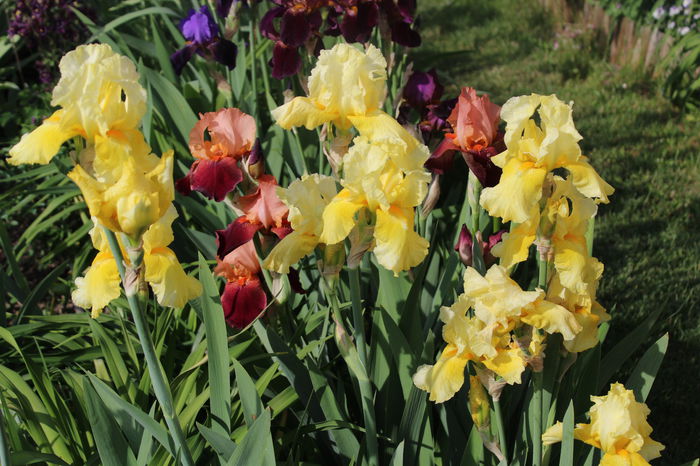 Sangreal - Irisi 2015 - 1