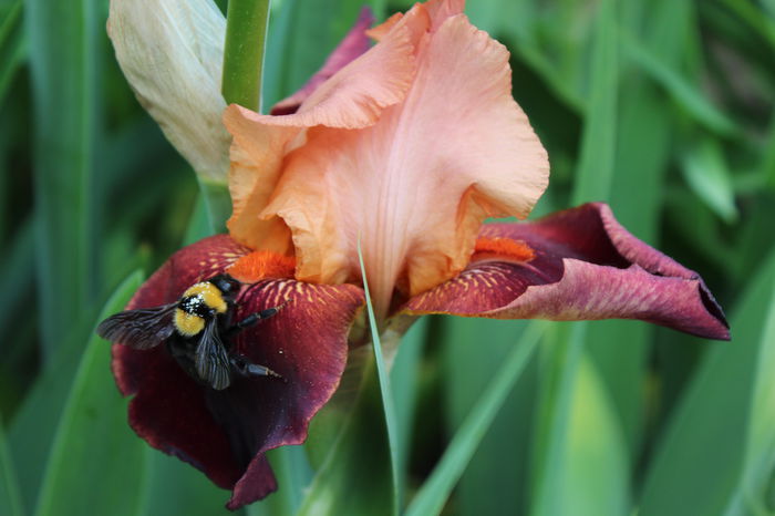 Cimarron Strip - Irisi 2015 - 1