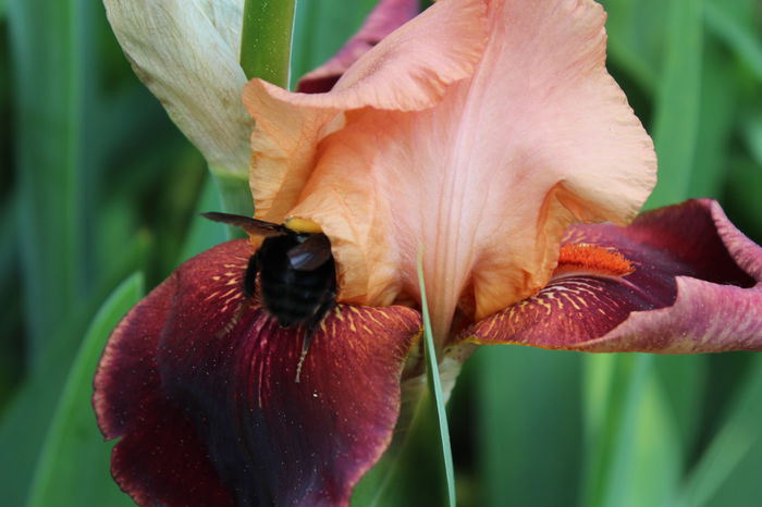 Cimarron Strip - Irisi 2015 - 1