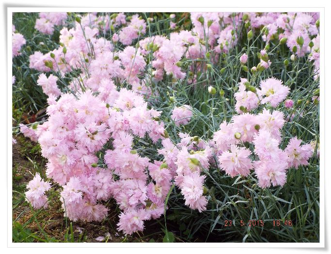 DSCF0810 - flori 2015