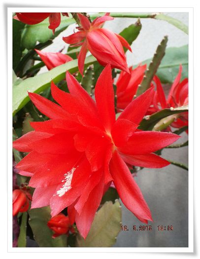 DSCF0556 - flori 2015