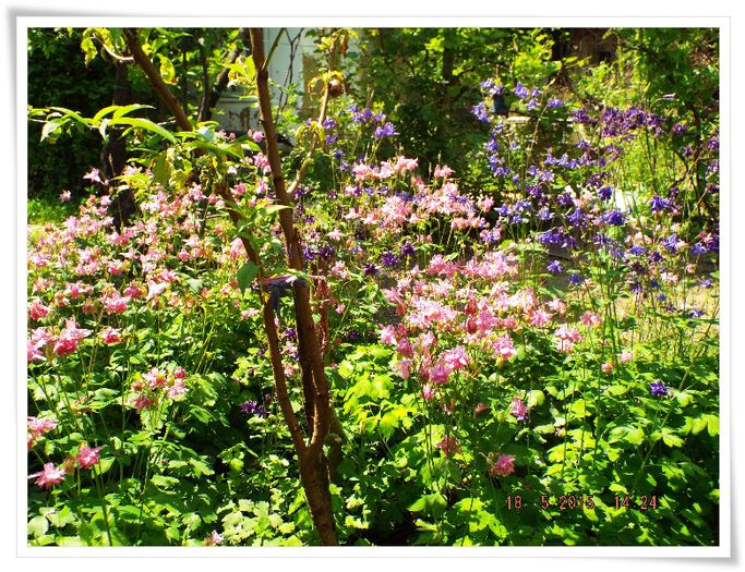 DSCF0581 - flori 2015