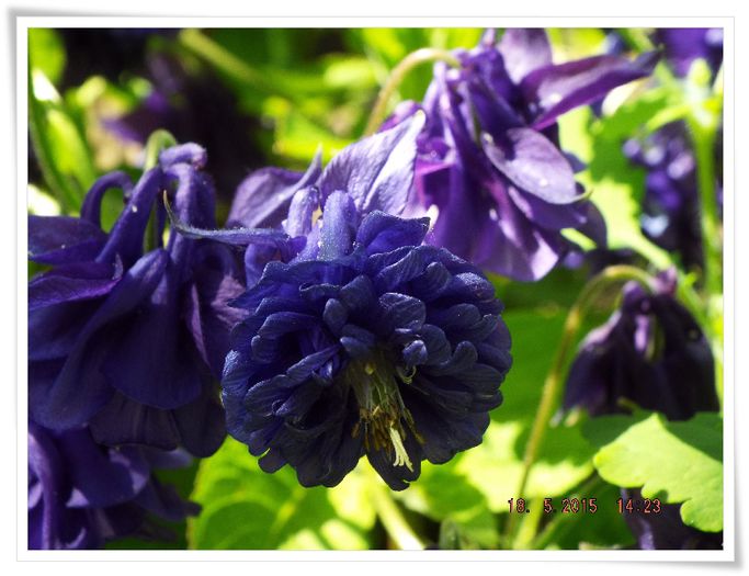 DSCF0576 - flori 2015