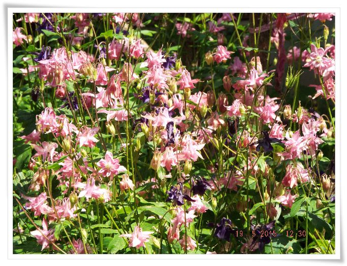 DSCF0678 - flori 2015