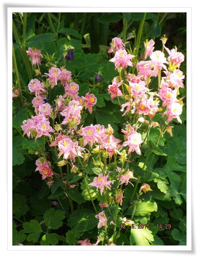 DSCF0593 - flori 2015