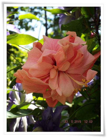 DSCF0727 - flori 2015