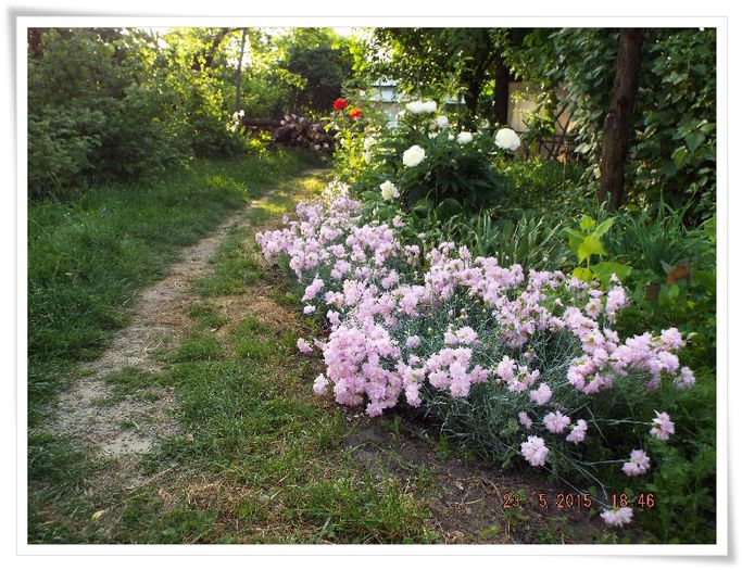 DSCF0816 - flori 2015